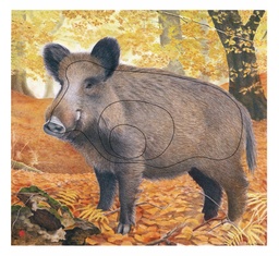 Tierbild Wildschwein
